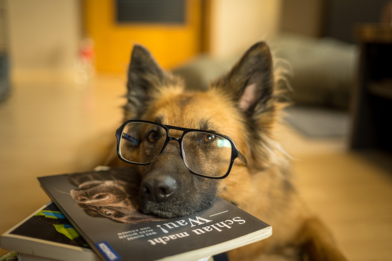 Couverture de Lire avec un chien : médiation animale